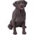 Dogs Labrador retriever Choc