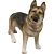 Dogs German Sheperd