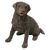Labrador Retriever Choc