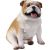 Bulldog Fawn small size