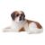 Saint Bernard small size