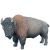 Bison