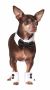 Pet Tuxedo Bowtie And Cuff Set Medium Large