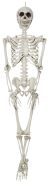 Skeleton 20Inches