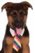 Rainbow Tie Pet Costume Meduim Large
