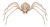 Skeleton Spider