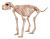 Skeleton Dog Bruiser Bonez