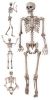Pose N Stay Skeleton
