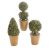 Fairy Garden Plants Potted Shrubs And Topiaries Assorted