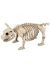 Pig Standing Skeleton 14 Inches