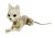 Seasons Cute Laying Cat Skeleton 5.25 inch 