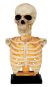 Seasons Skeleton Bust Lu and Sound 16 inch 