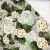 Provincial Collection Double Sided Paper Hydrangea