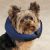 Total Pet Health Inflatable Collars XL