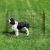 ProSelect Sure Exercise Pens 24 in
